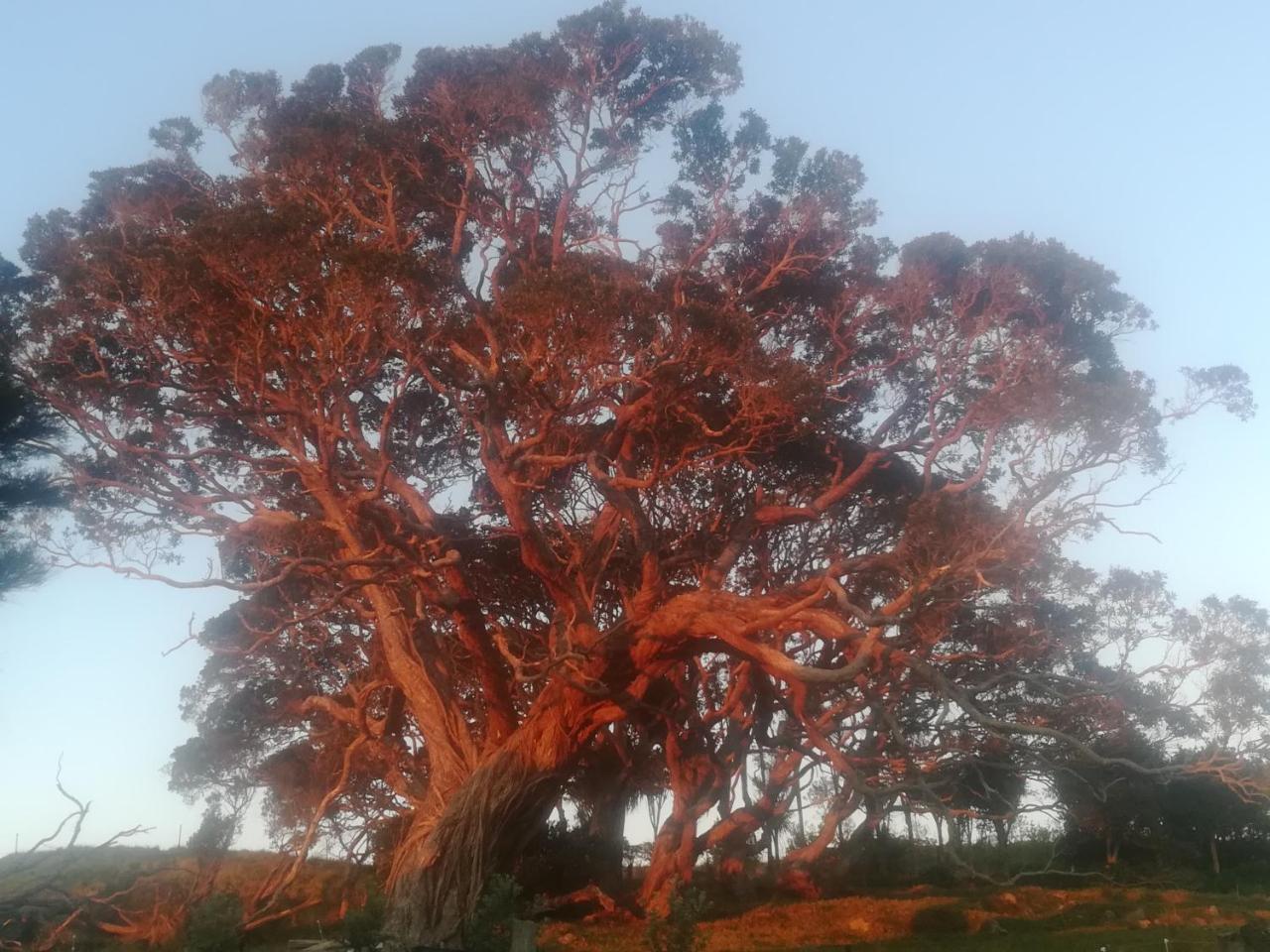Bed and Breakfast Mulberry Grove Retreat Tryphena Esterno foto